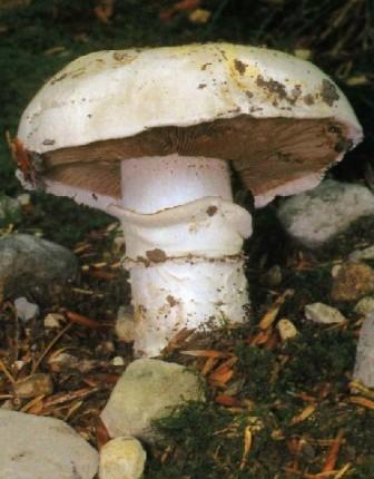    Agaricus bitorquis